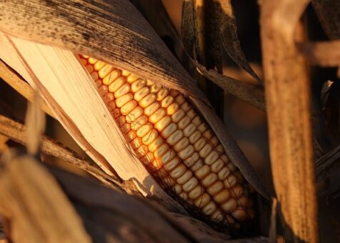 Crops-corn (maize), sorghum, millet, cassava (manioc), and groundnuts (peanuts)